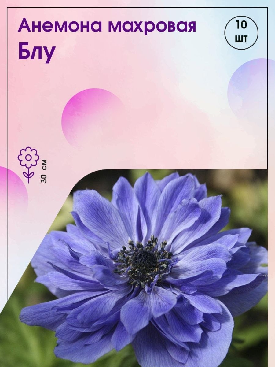 Зеленый анемон