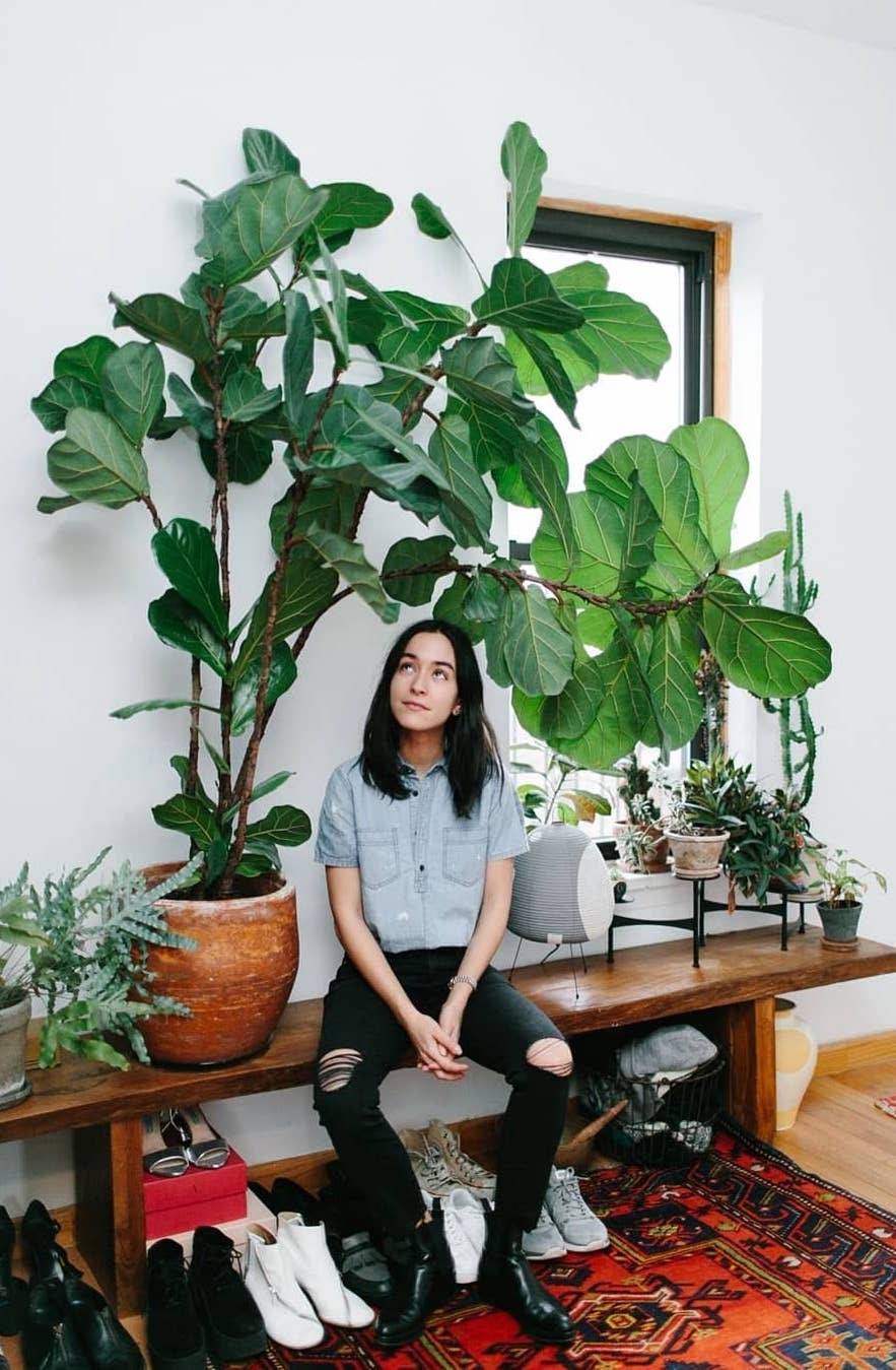 Фикус лировидный