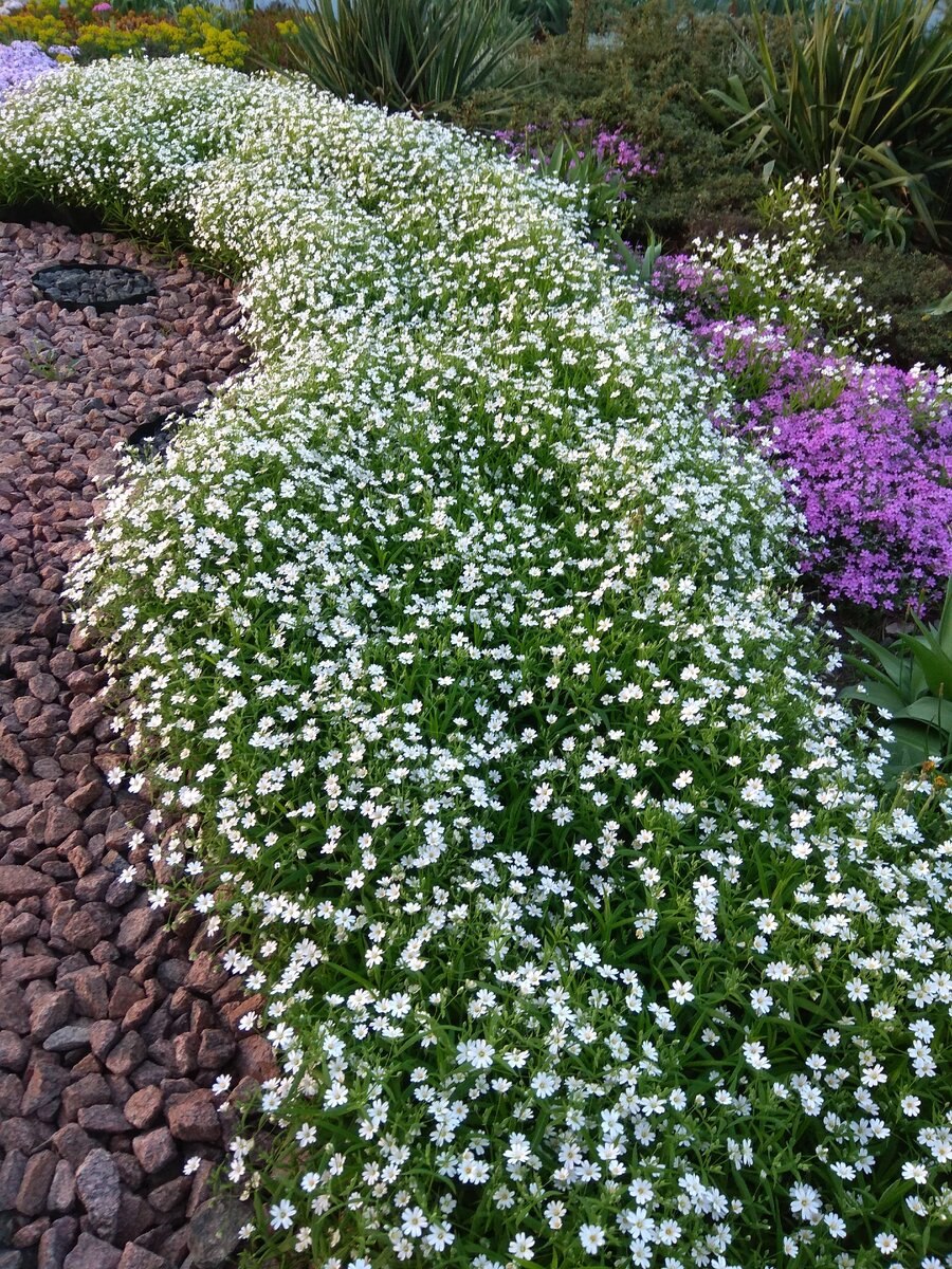 Цветы Ясколка Биберштейна