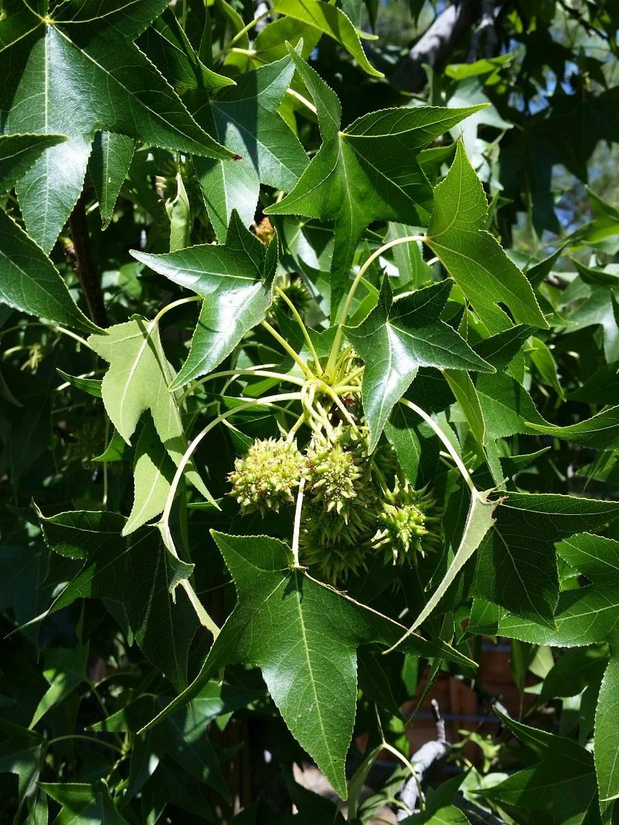 Ликвидамбар колоновидный