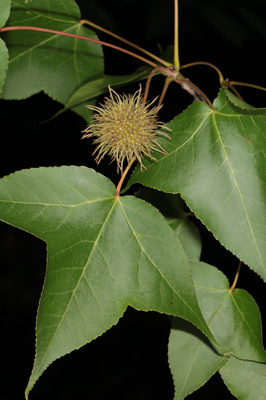 Ликвидамбар плоды (75 фото)