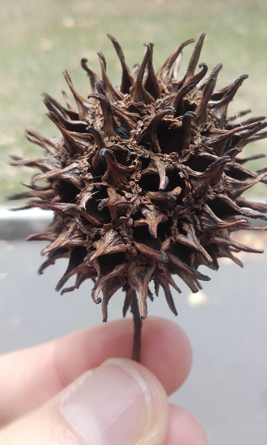 Ликвидамбар смолоносныи