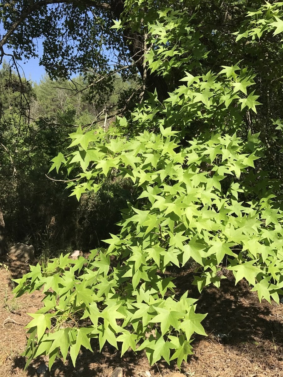 Ликвидамбар Гумбалл