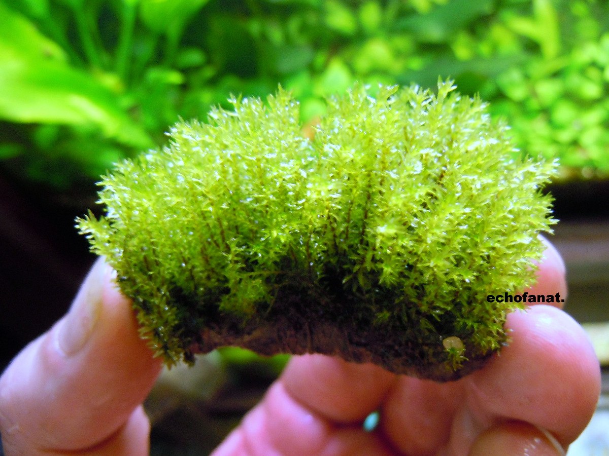 Самые мха. Мох Барбула миллиметр. Мох Барбула аквариумный. Barbula SP.millimeter Moss.. Мох аквариумный Barbula.