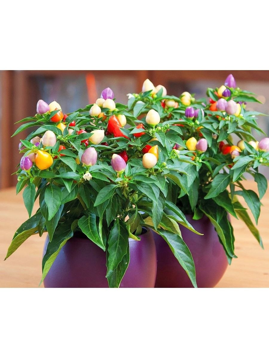 Капсикум (перец) Акапулько