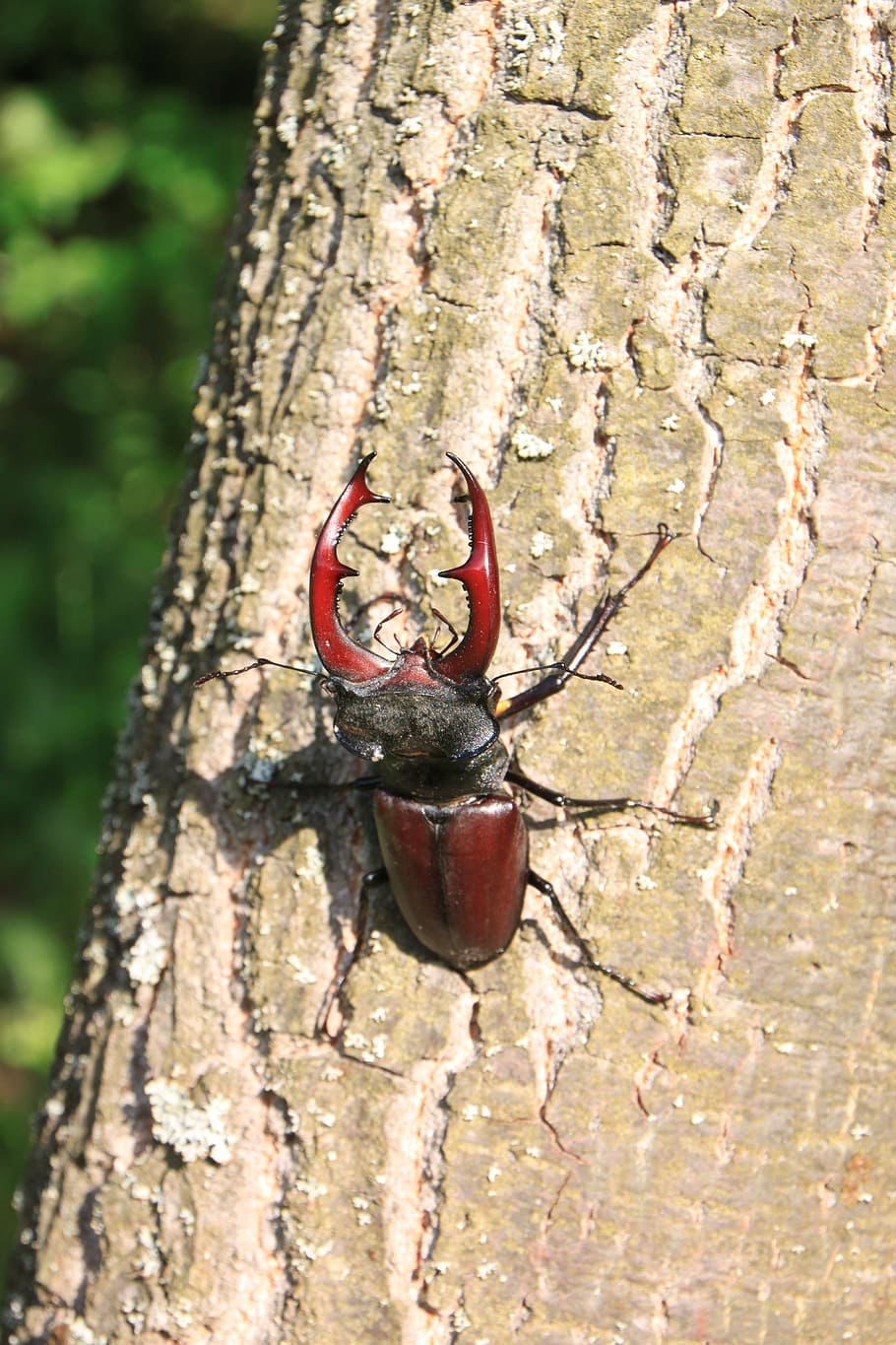 Дерево олень в Коломенском
