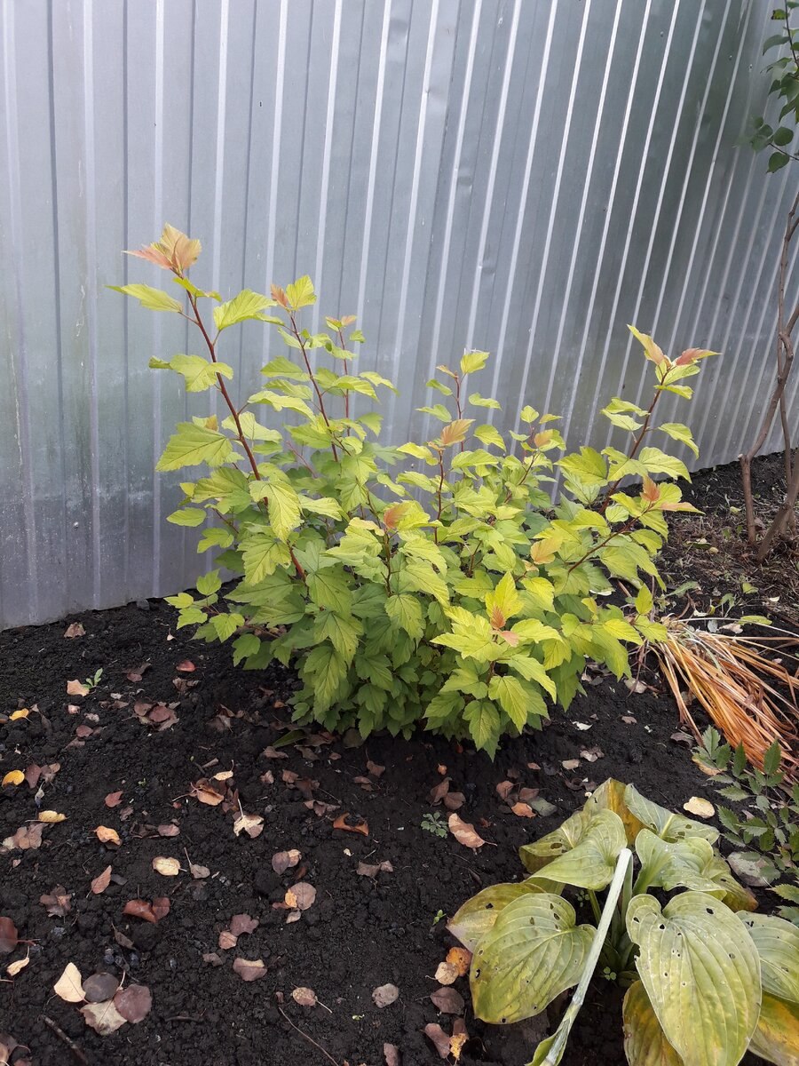 Пузыреплодник калинолистный Physocarpus opulifolius Dart's Gold
