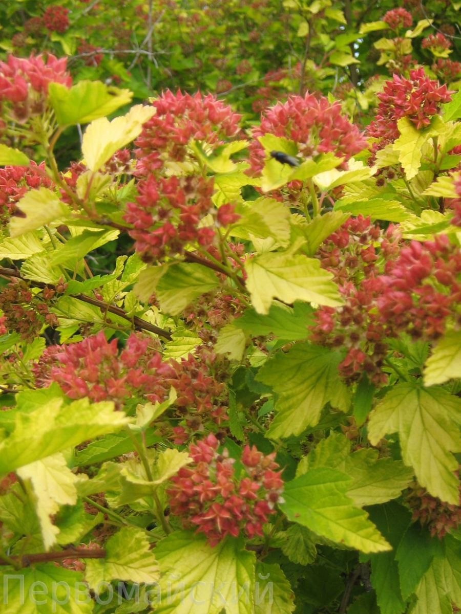 Пузыреплодник калинолистный Энжел Голд (с3)