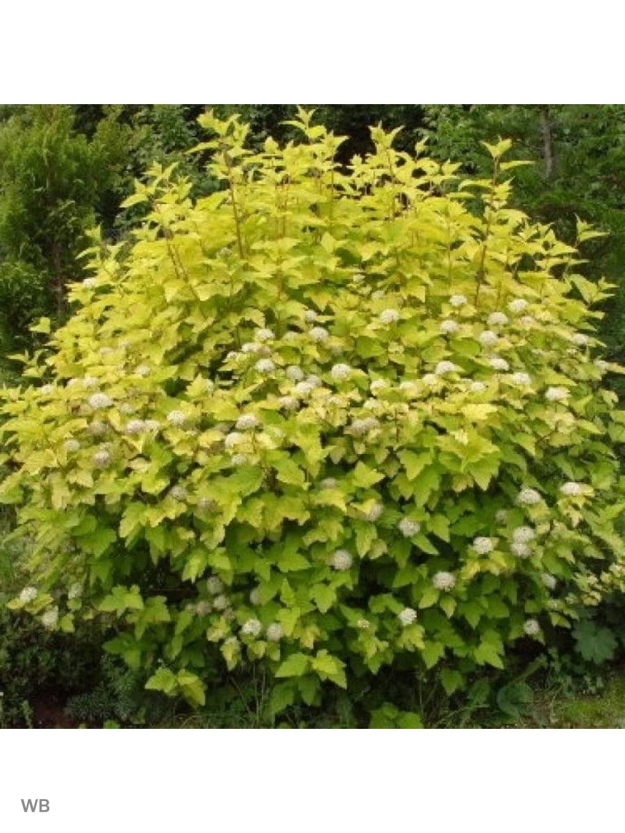 Пузыреплодник Лютеус