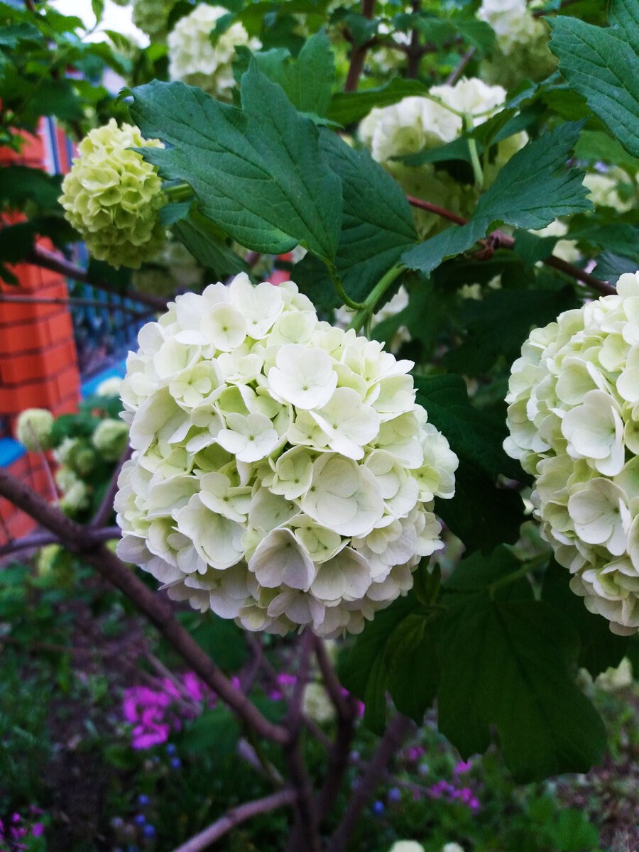 Цветок калина бульденеж (76 фото)