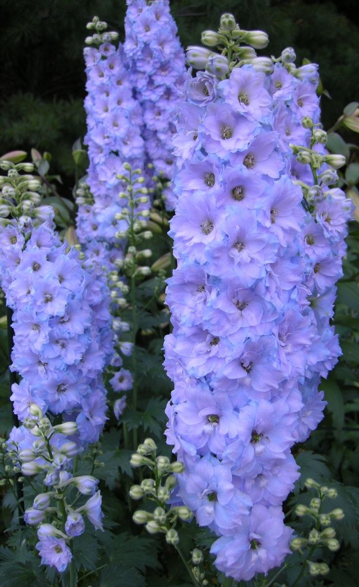 Дельфиниум Пацифик Блю Берд