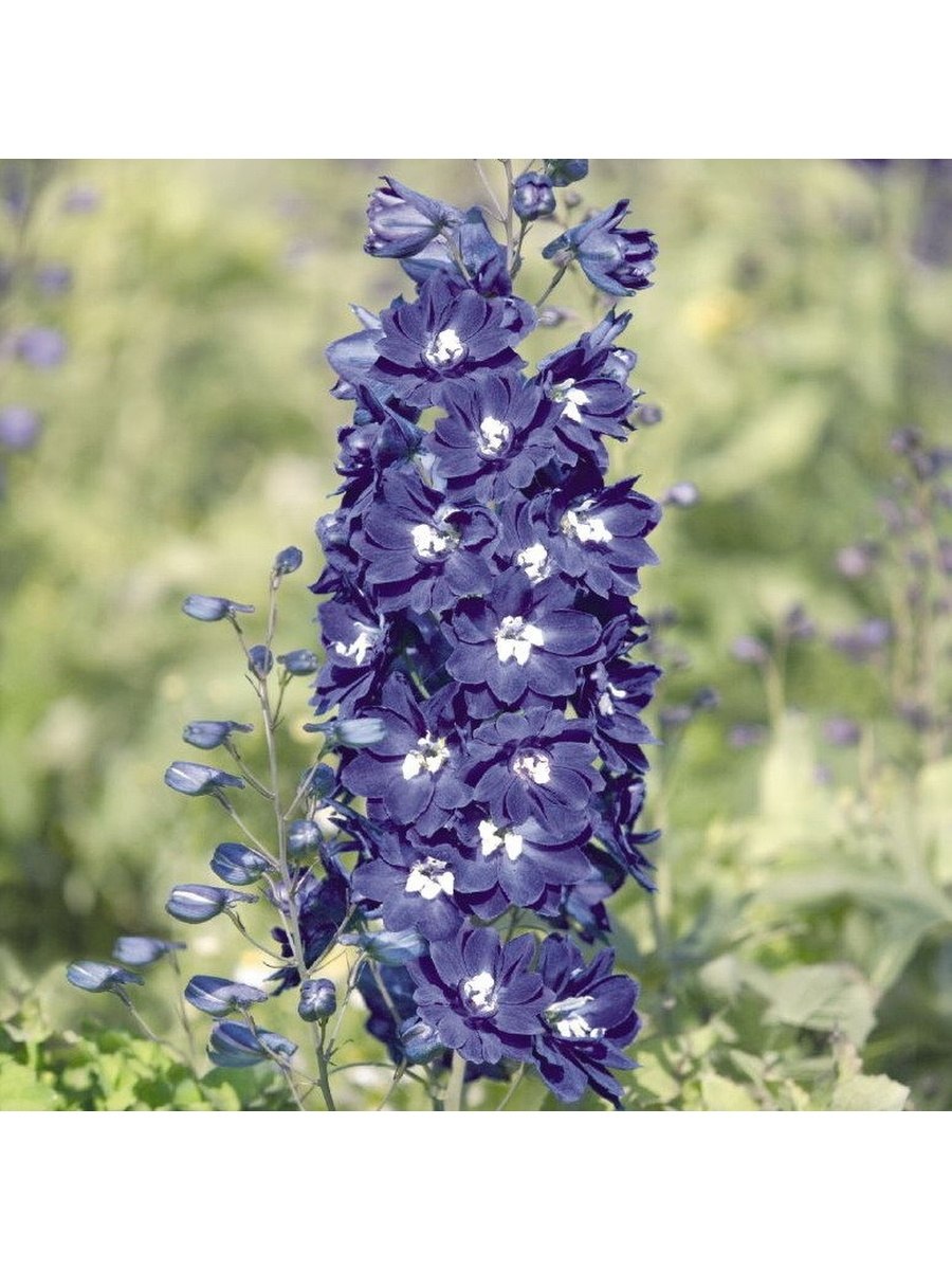 Purple Larkspur цветок