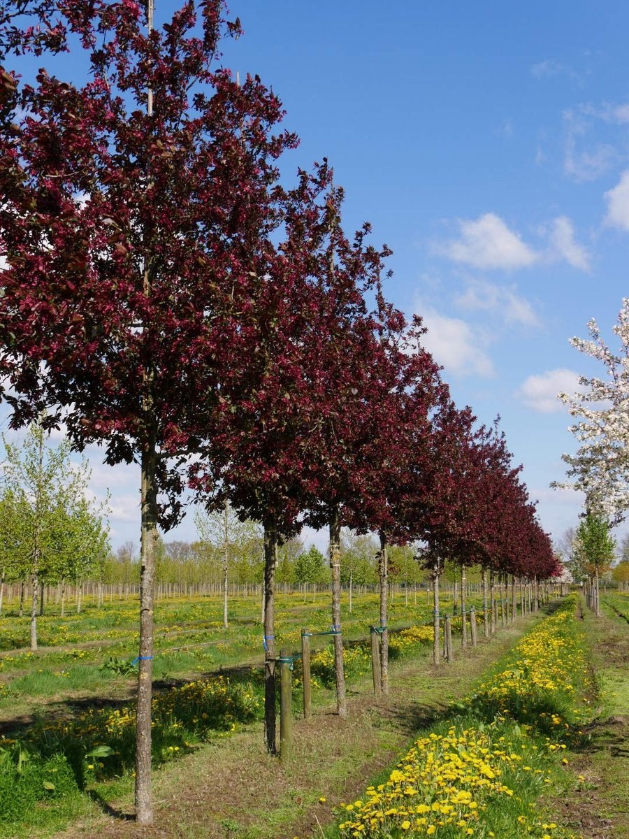 Яблоня "роялти" - Malus "Royalty"