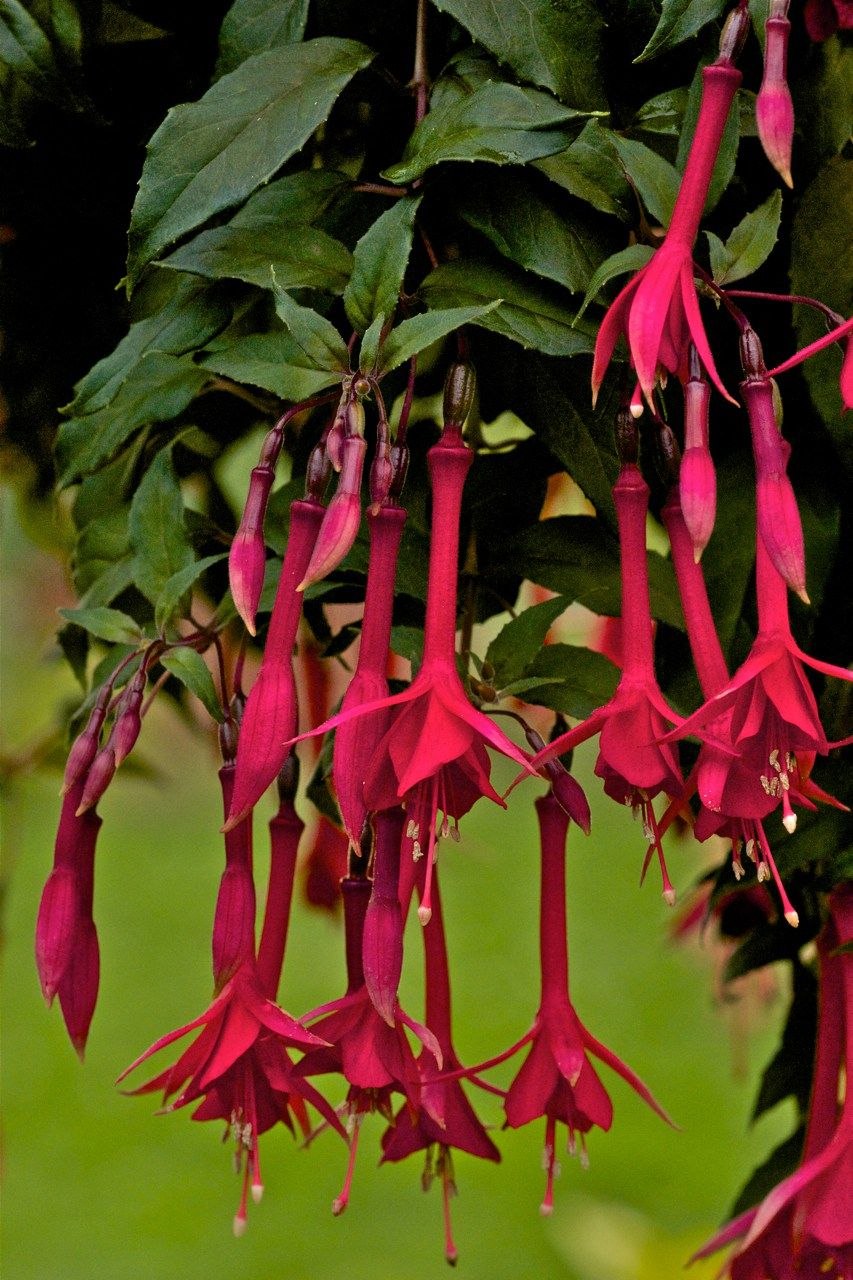 Фуксия ампельная