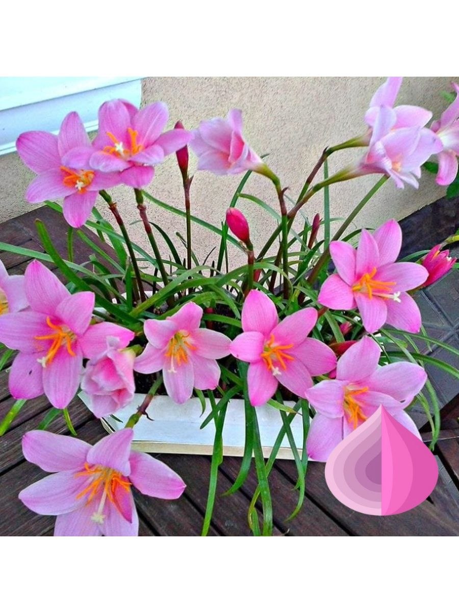 Цветок с длинными листьями