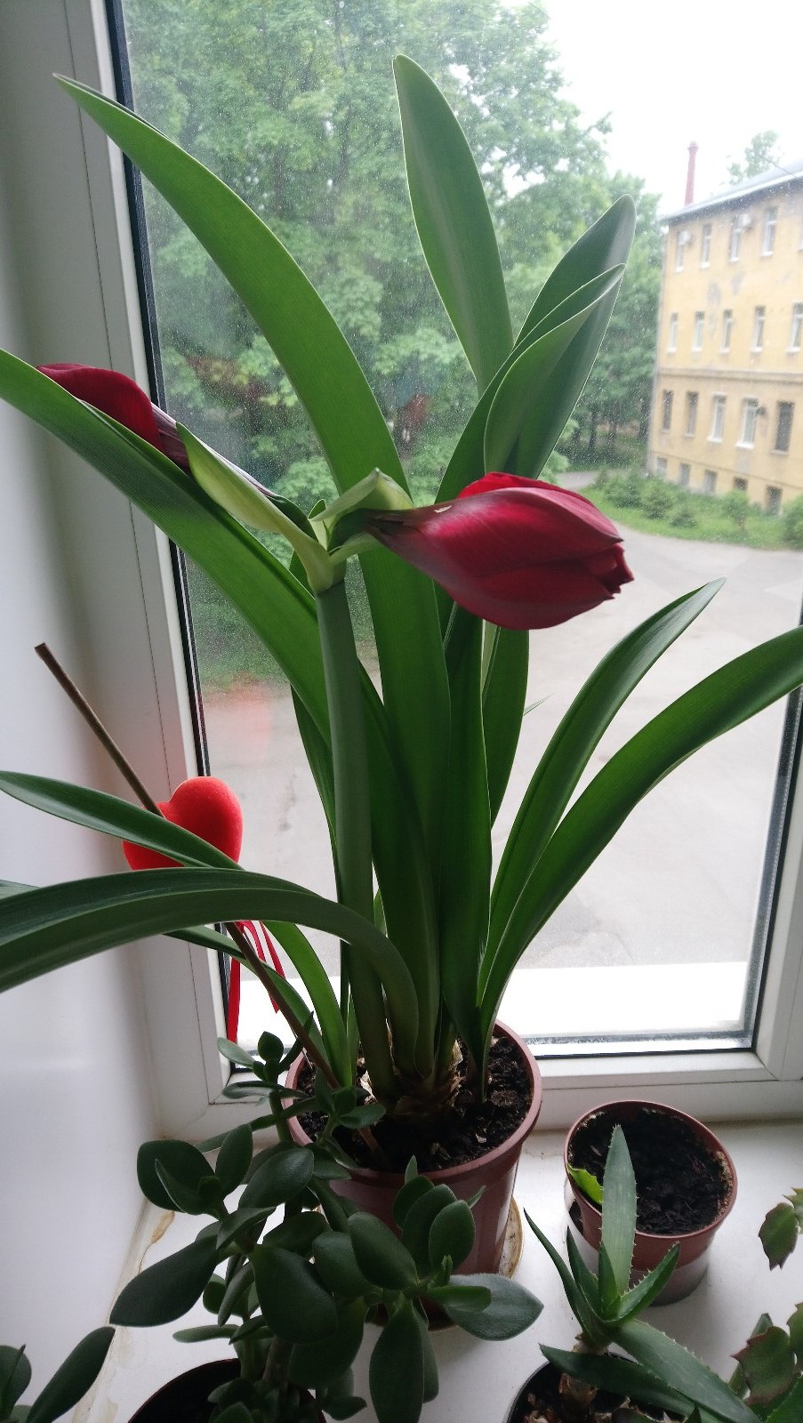 Боудена Наринэ цветок