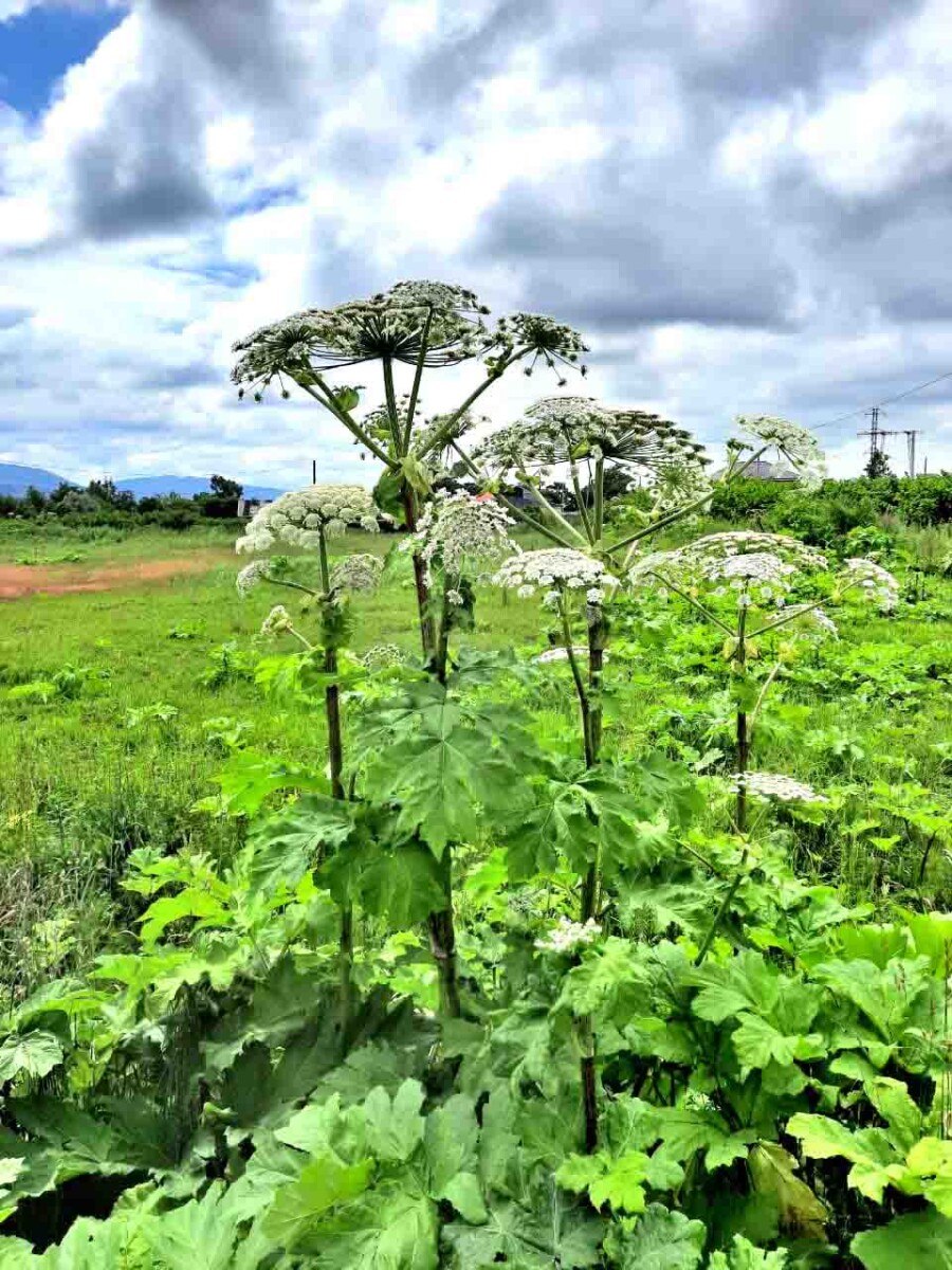 Борщевик сосновского плод (71 фото)