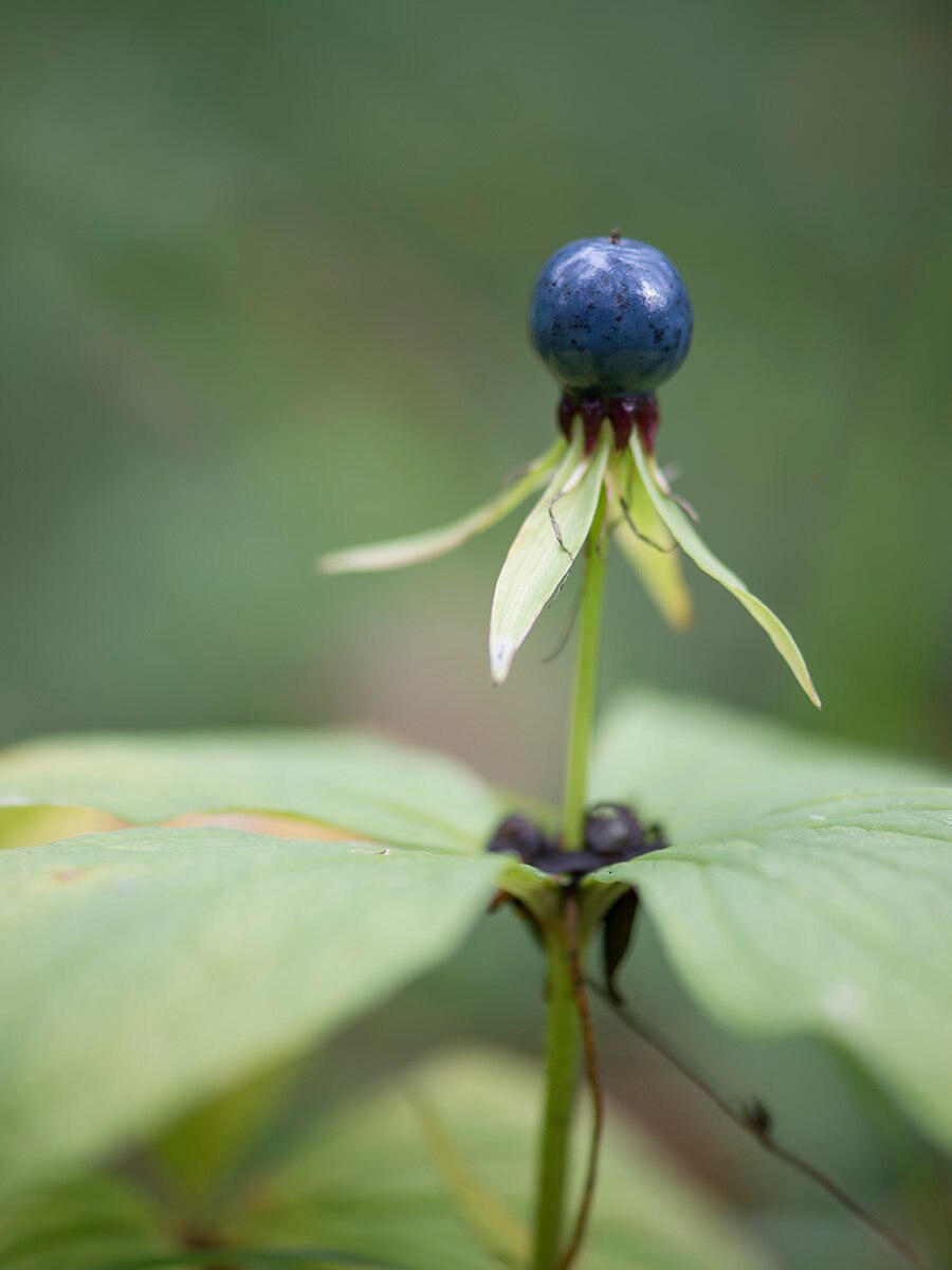 Вороний глаз четырехлистный Paris quadrifolia