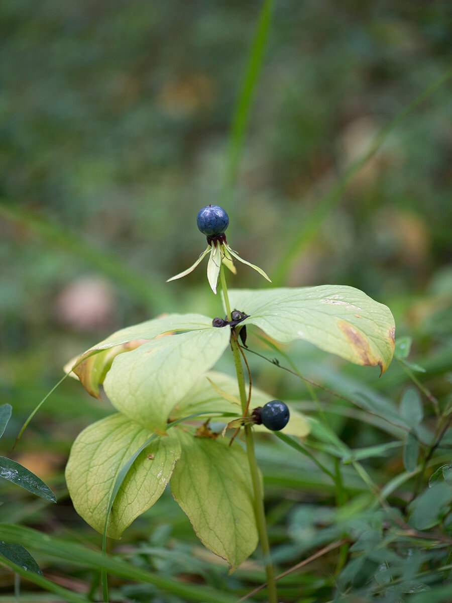 Голубика черника Вороний глаз