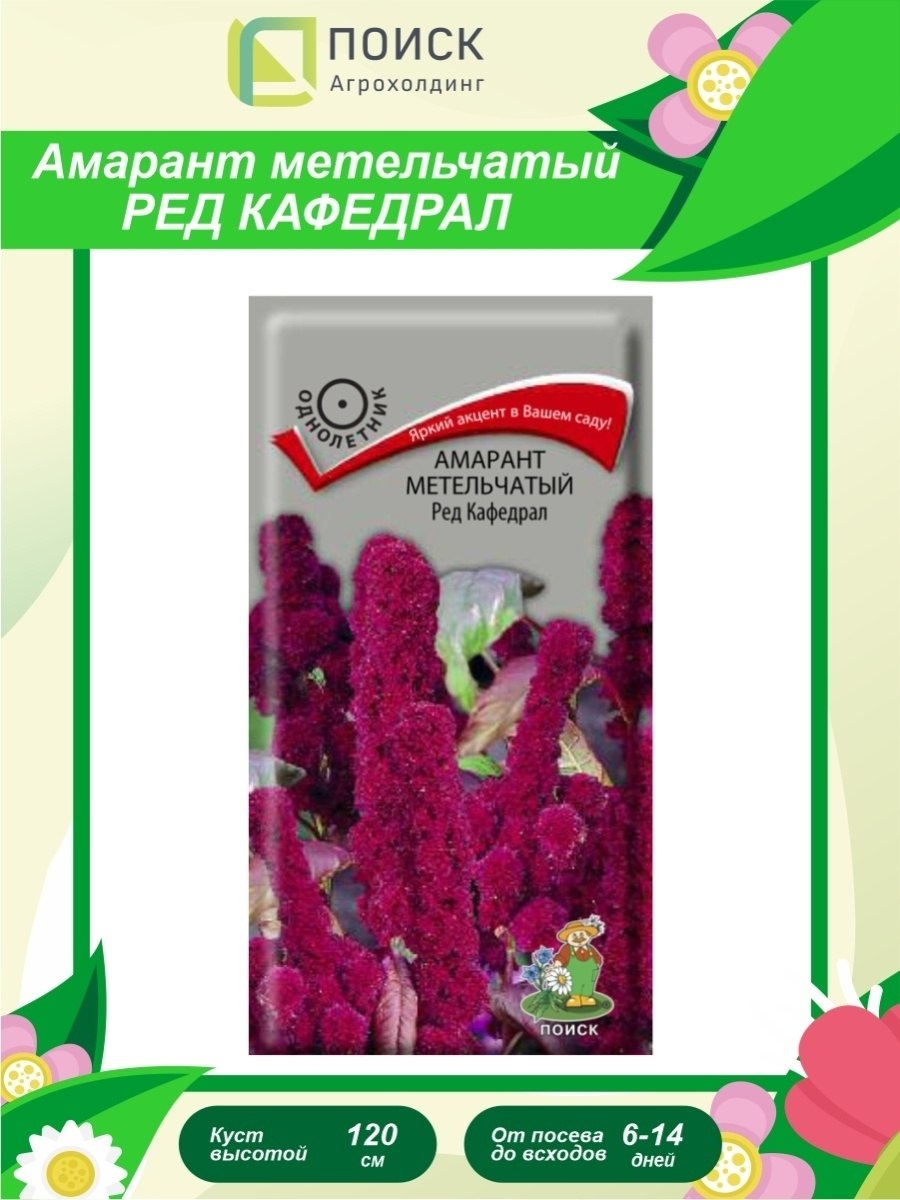 Амарант метельчатый ред Кафедрал