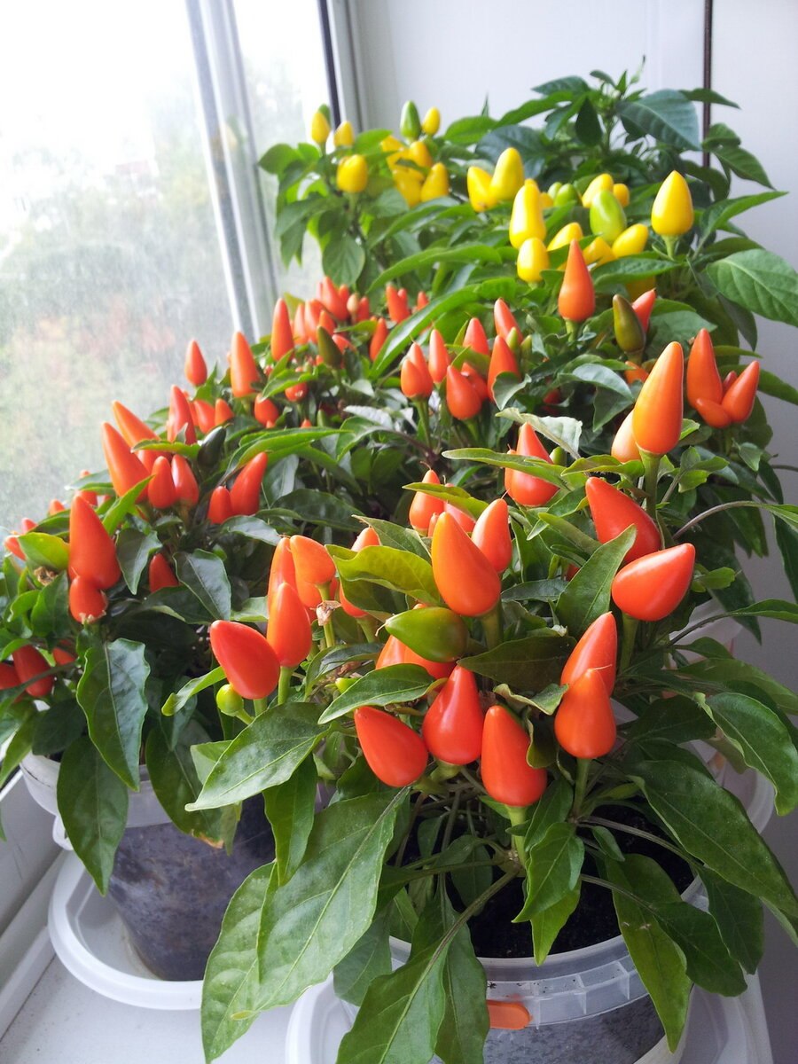 Перец эксплозив Эмбер