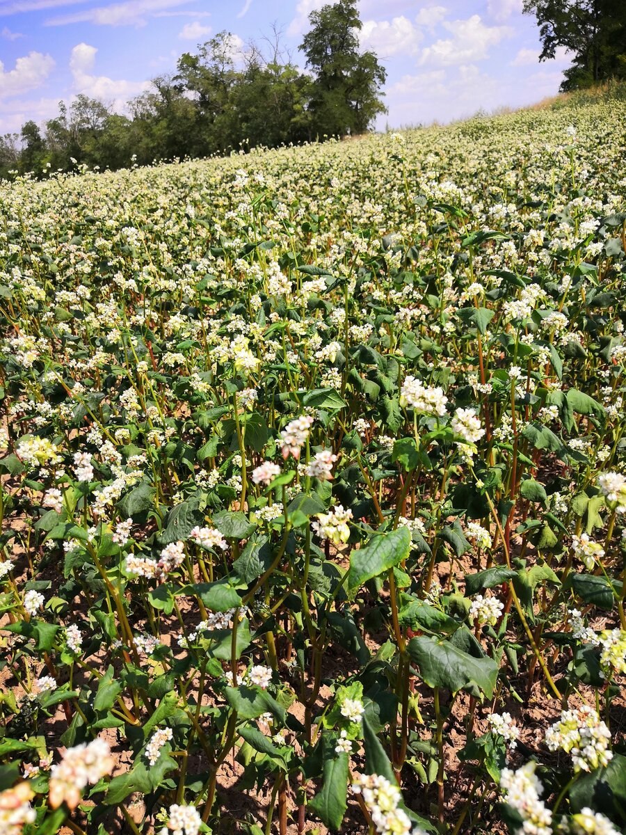 Гречиха с розовыми цветками