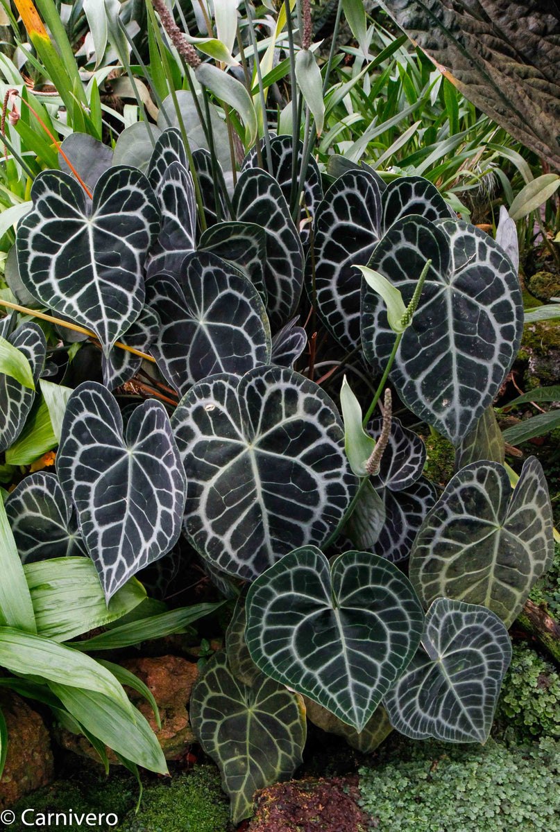 Антуриум Кларинервиум Anthurium clarinervium 35/12