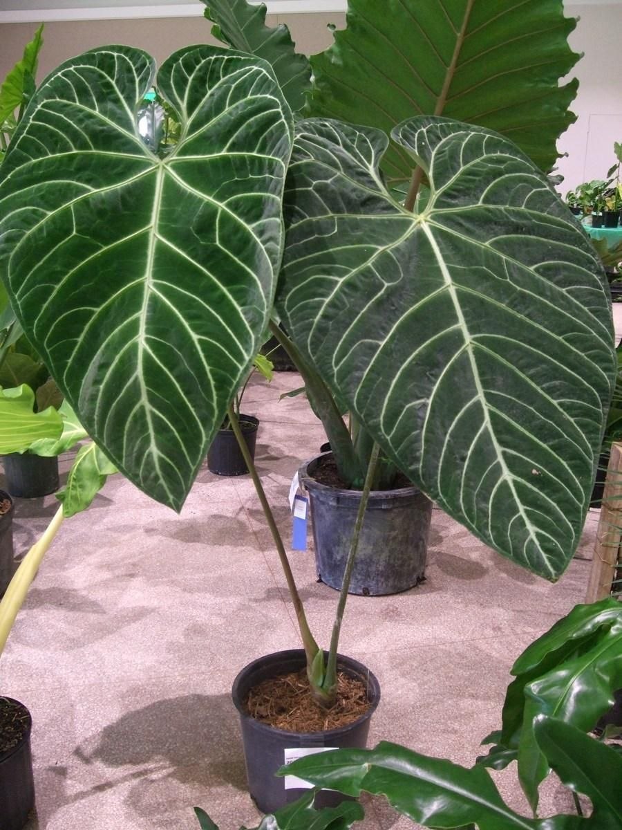 Антуриум Колорадо Пинк