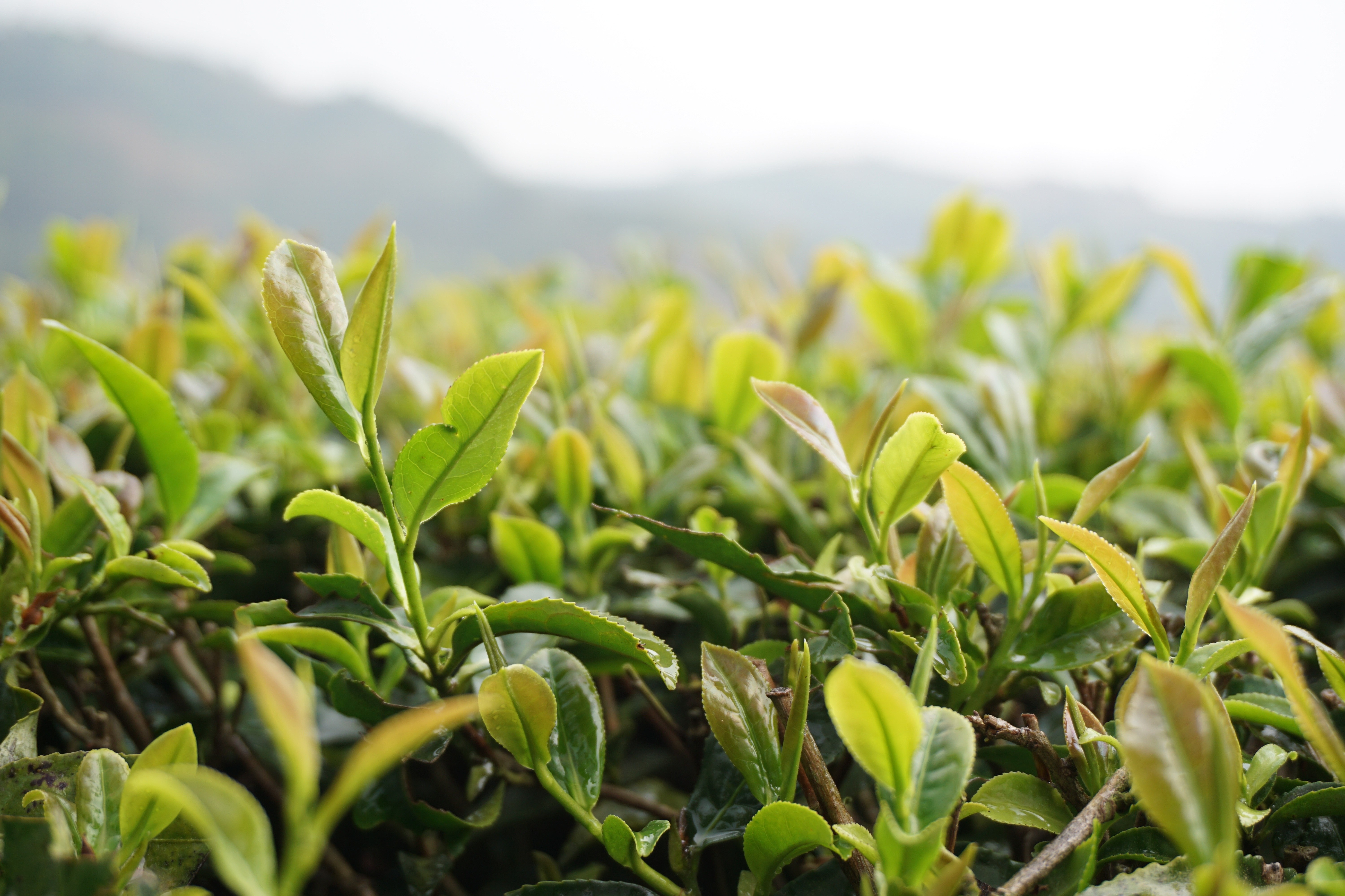 Чайная листва. Camellia sinensis плантация. Camellia sinensis листья. Camellia sinensis чай. Чайный куст.