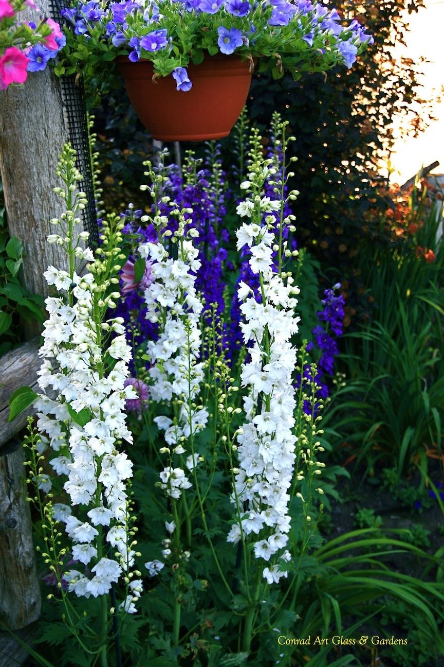 Дельфиниум многолетний на клумбе