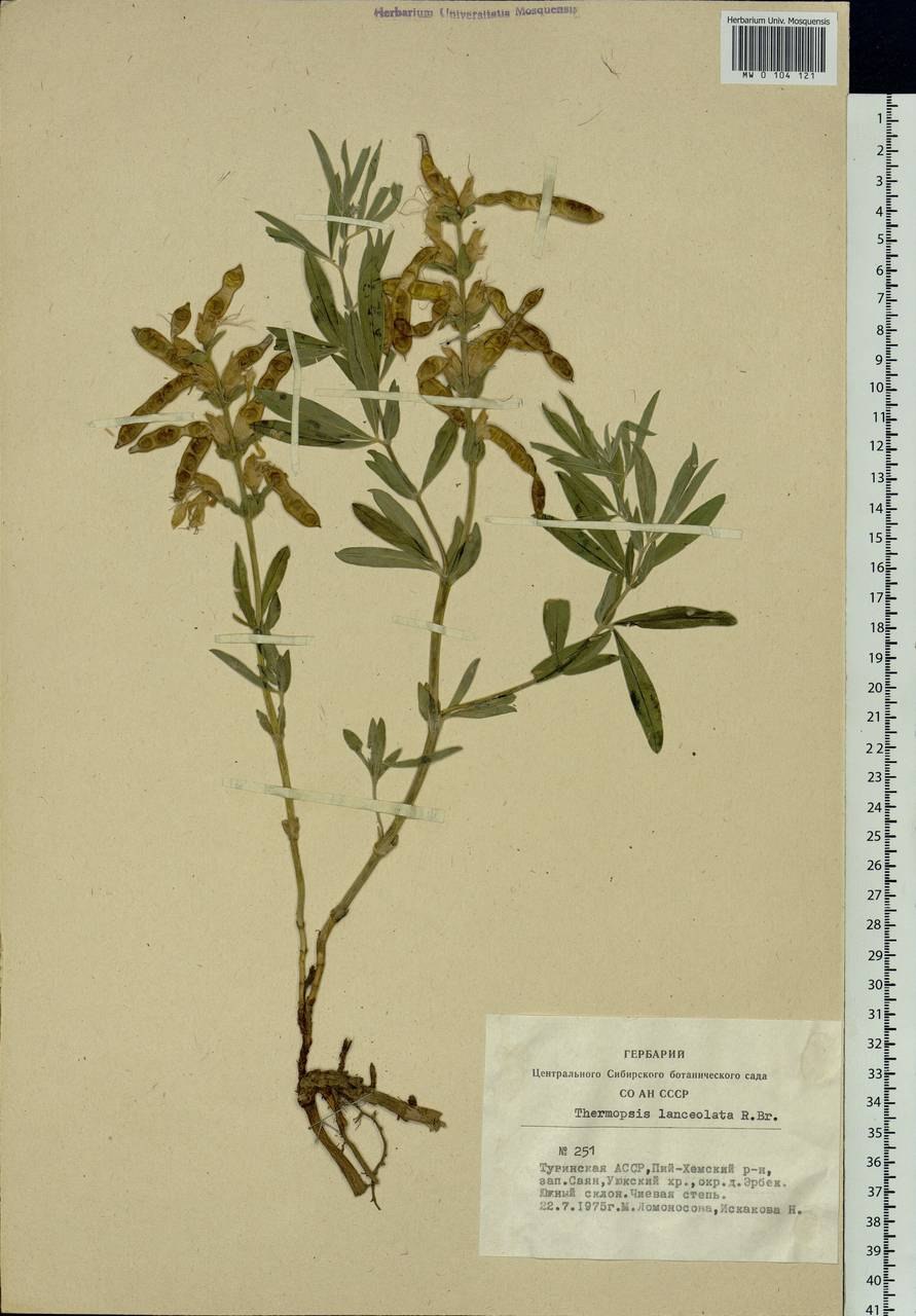 Термопсис ланцетный растения (71 фото)