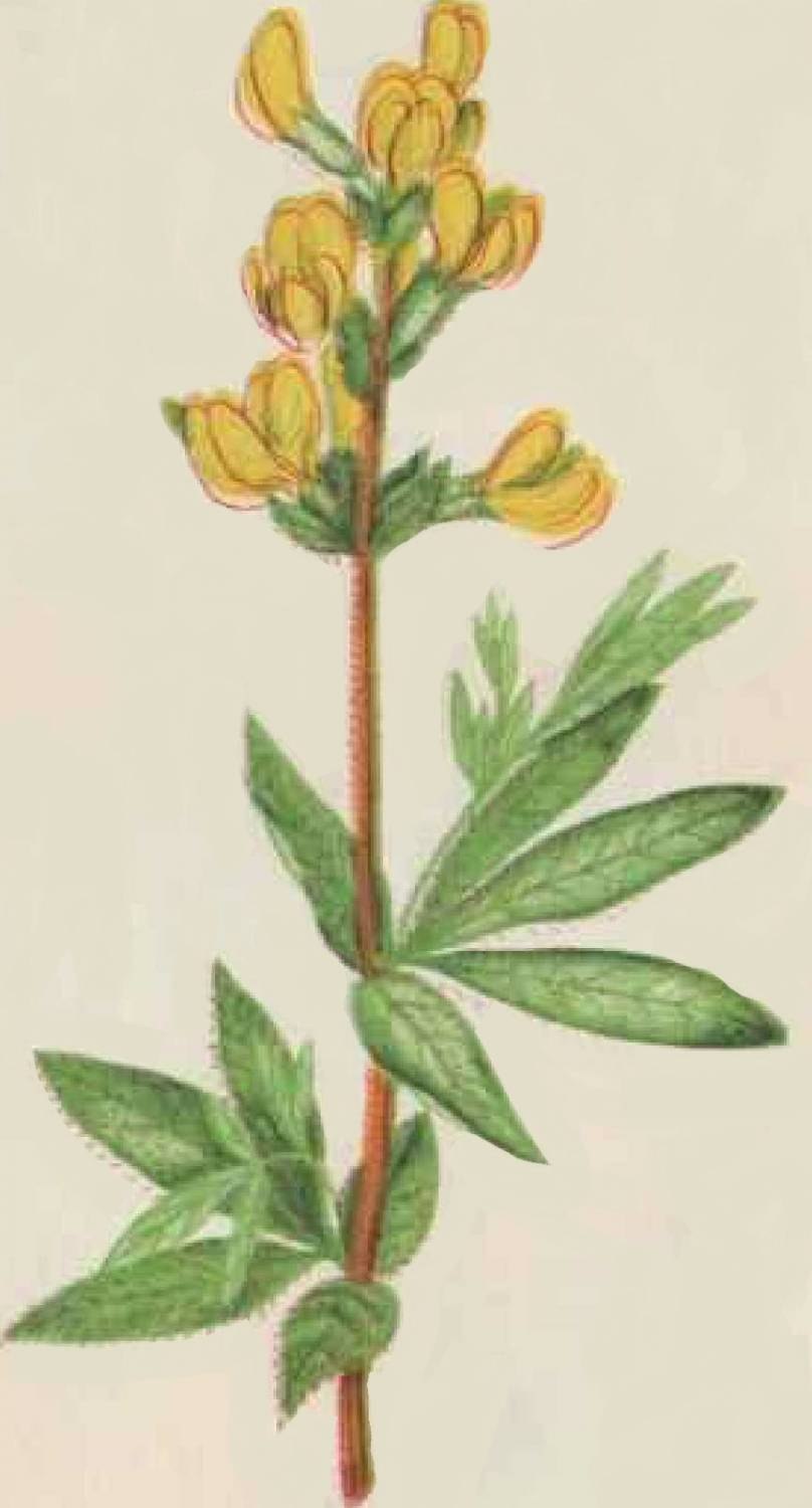 Термопсис ланцетный ботаника