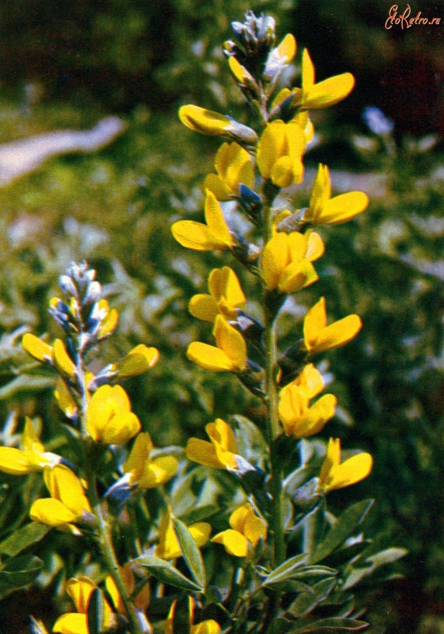 Термопсис ланцетовидный Thermopsis lanceolata