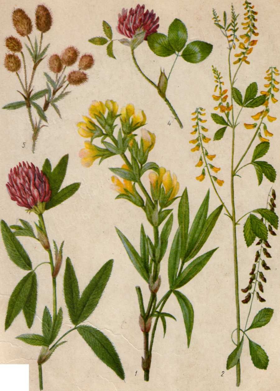 Термопсис ланцетный гербарий