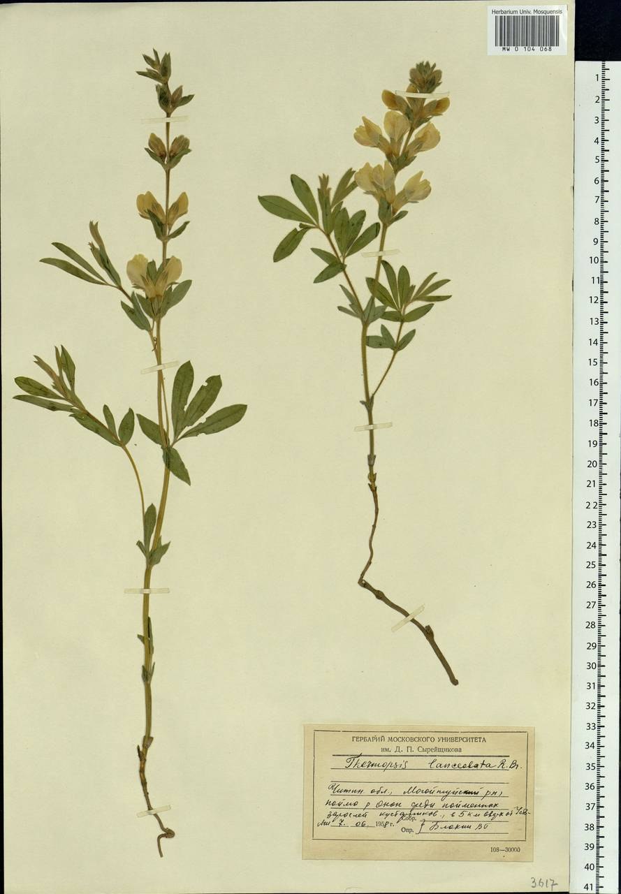 Термопсис ланцетный ГФ