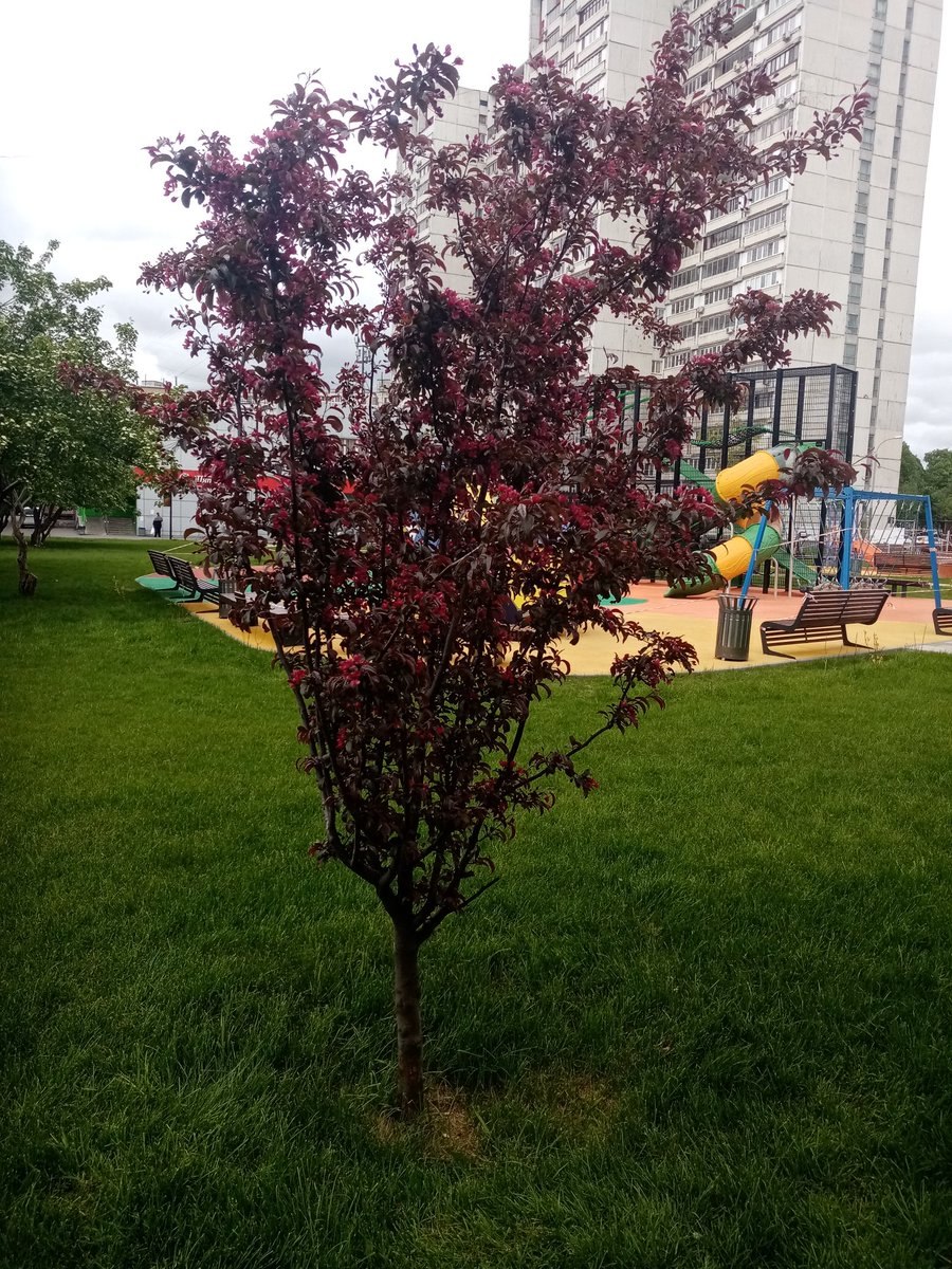 Яблоня декоративная Нора