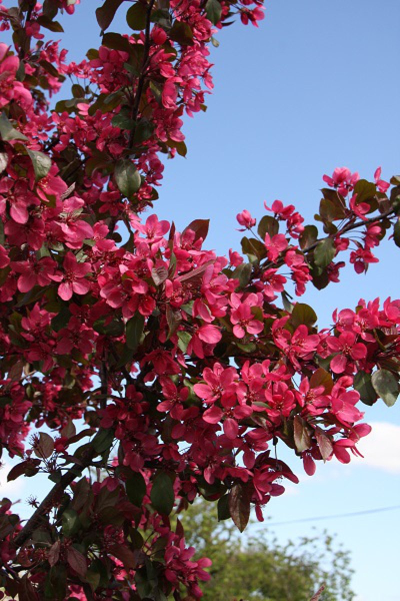 Яблоня 'Скарлет', Malus 'Scarlet',