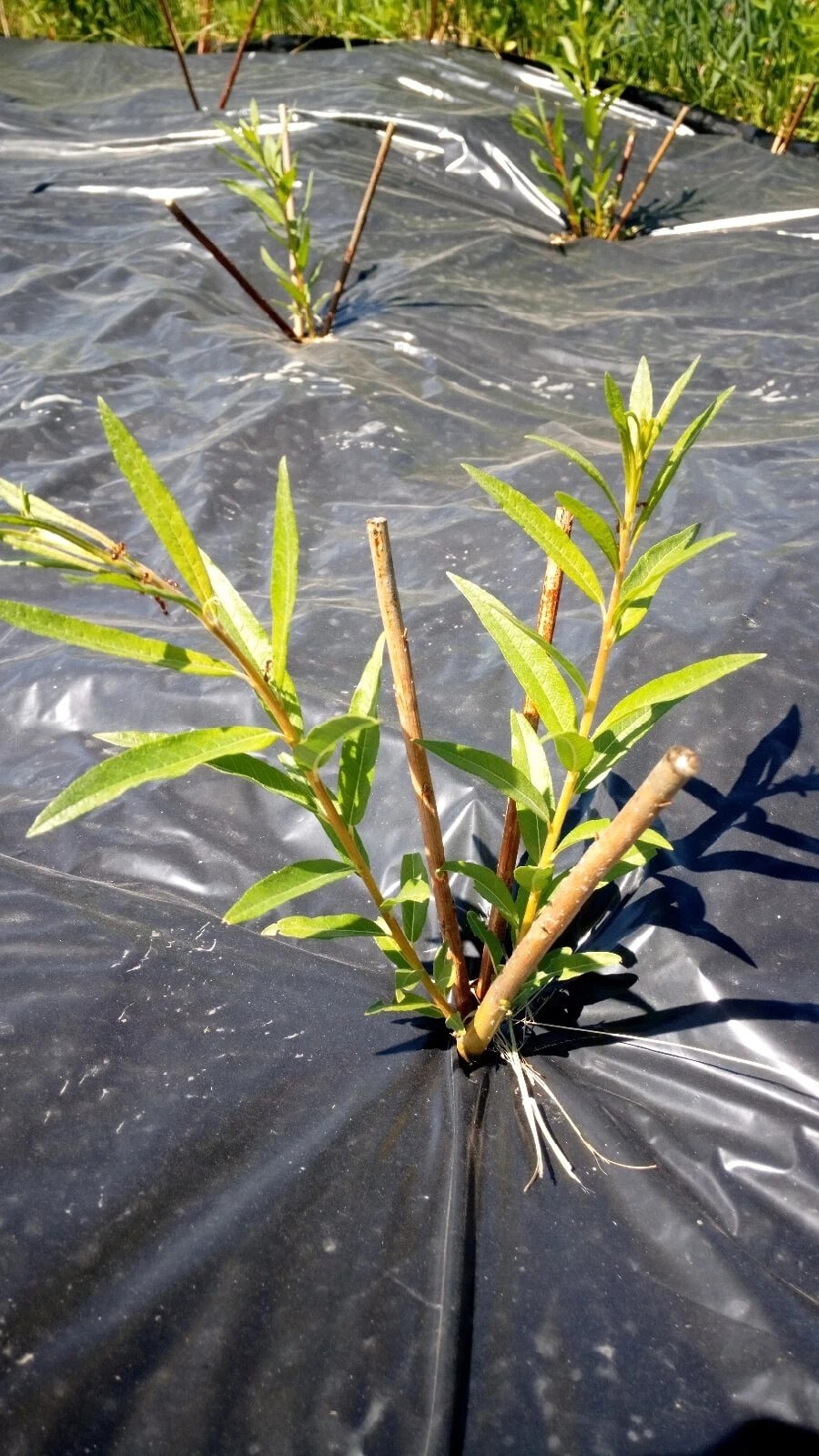 Ива Плантариум