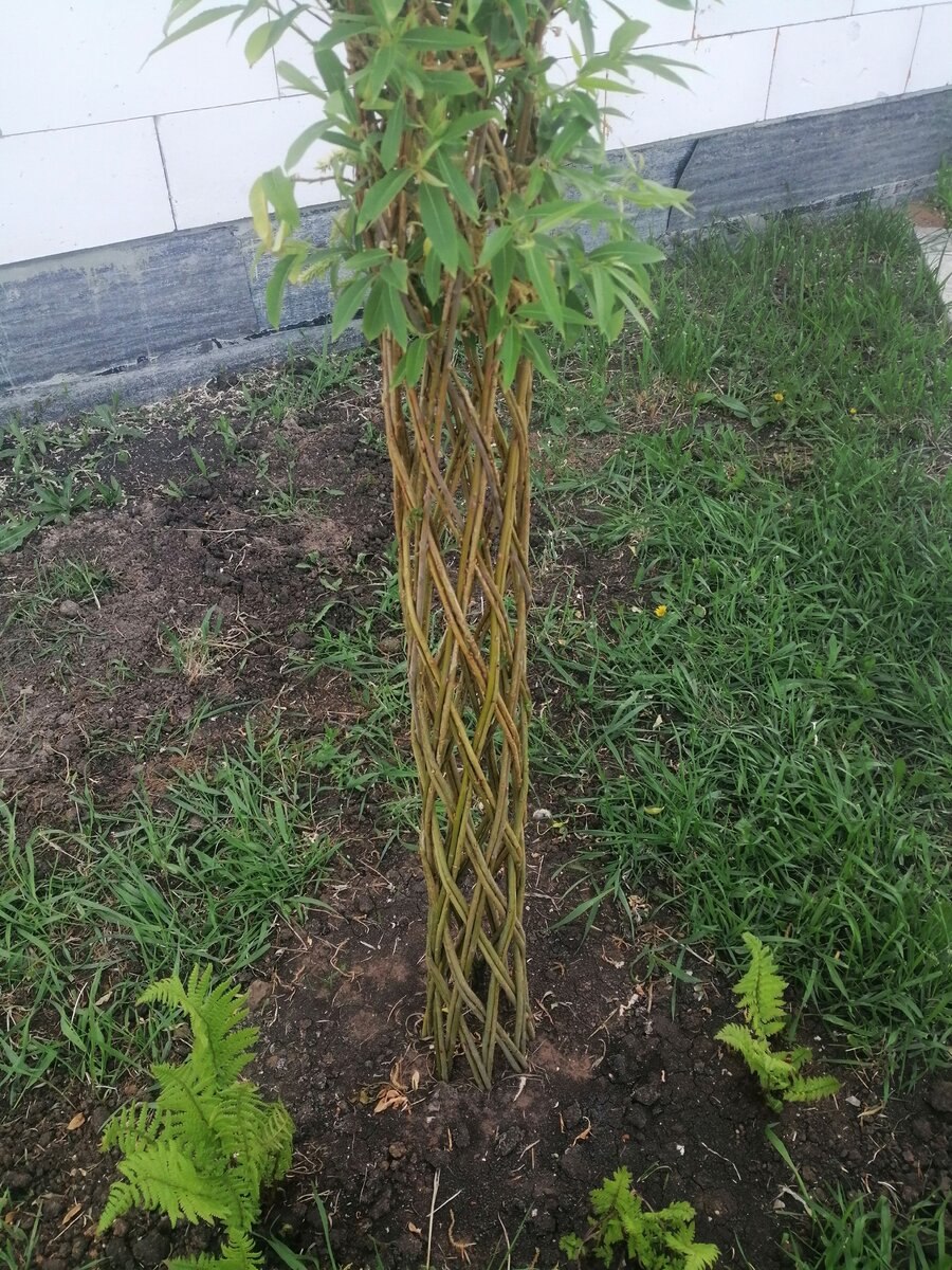 Ива американка гигантская (Salix Americana l)