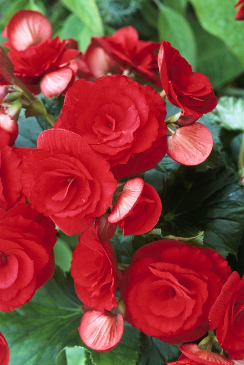 Бегония Садовая однолетник