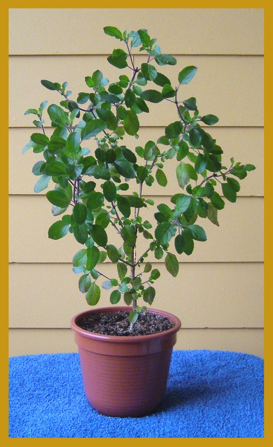 Деревце Туласи