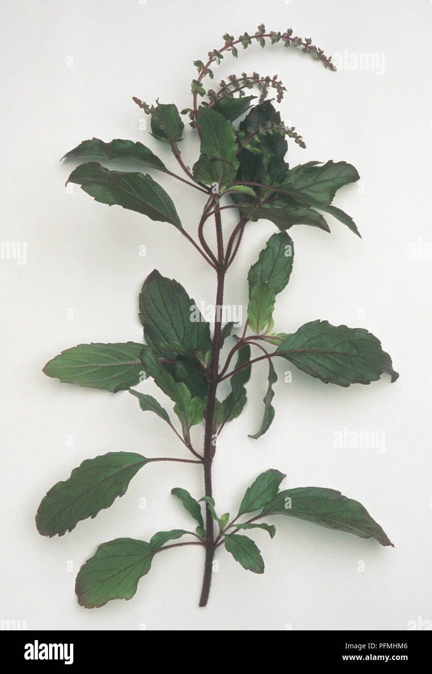 Базилик тонкоцветный (Туласи)