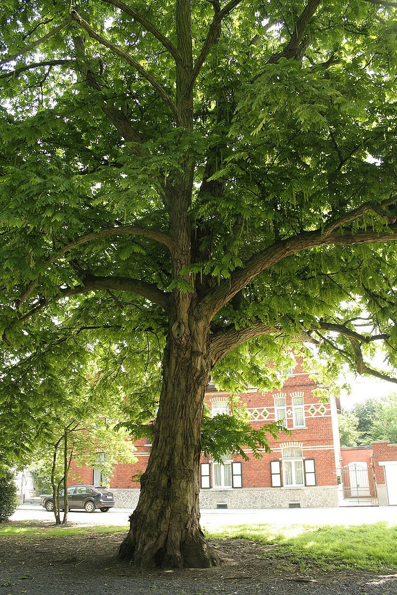 Птерокария Лапина ясенелистная