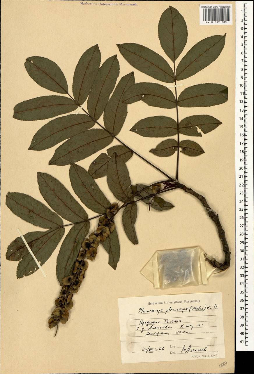 Pterocarya fraxinifolia