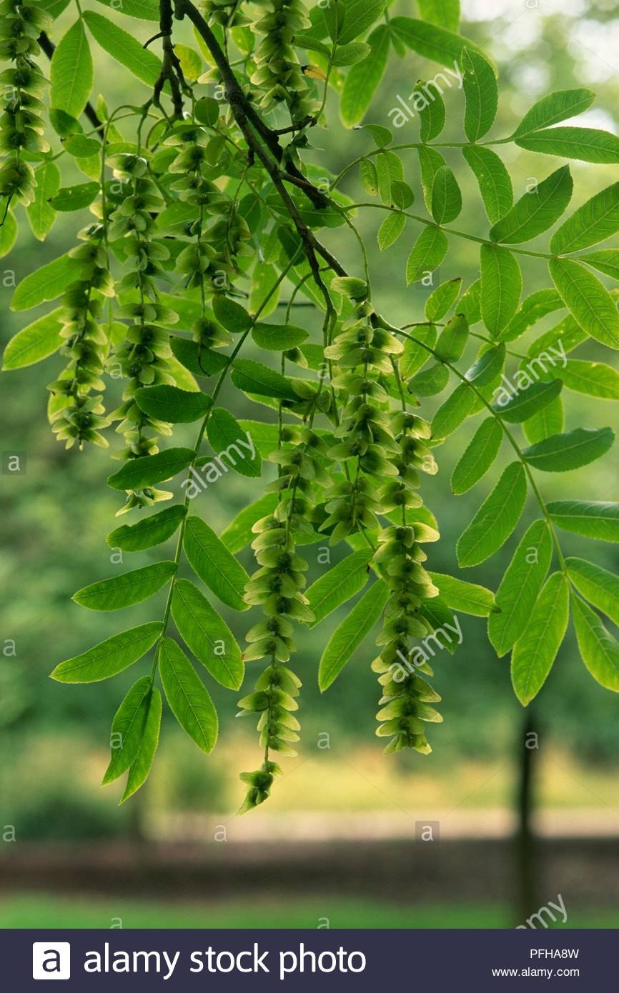 Птерокария ясенелистная