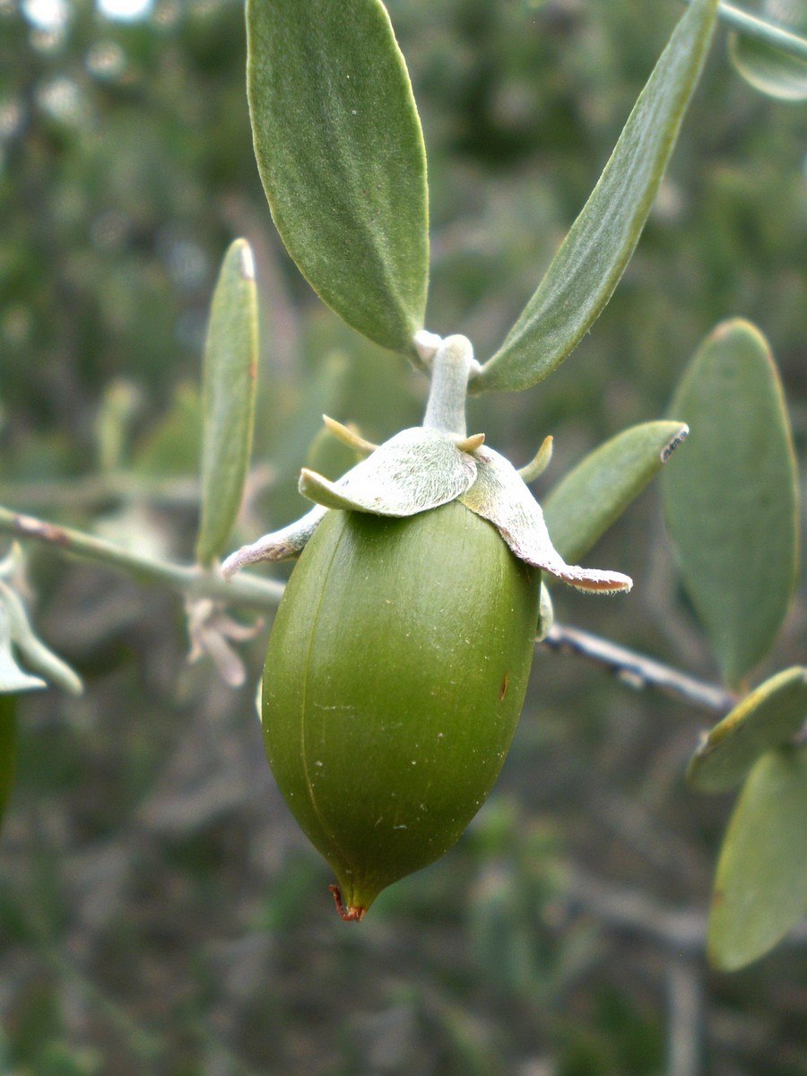 Финик жожоба