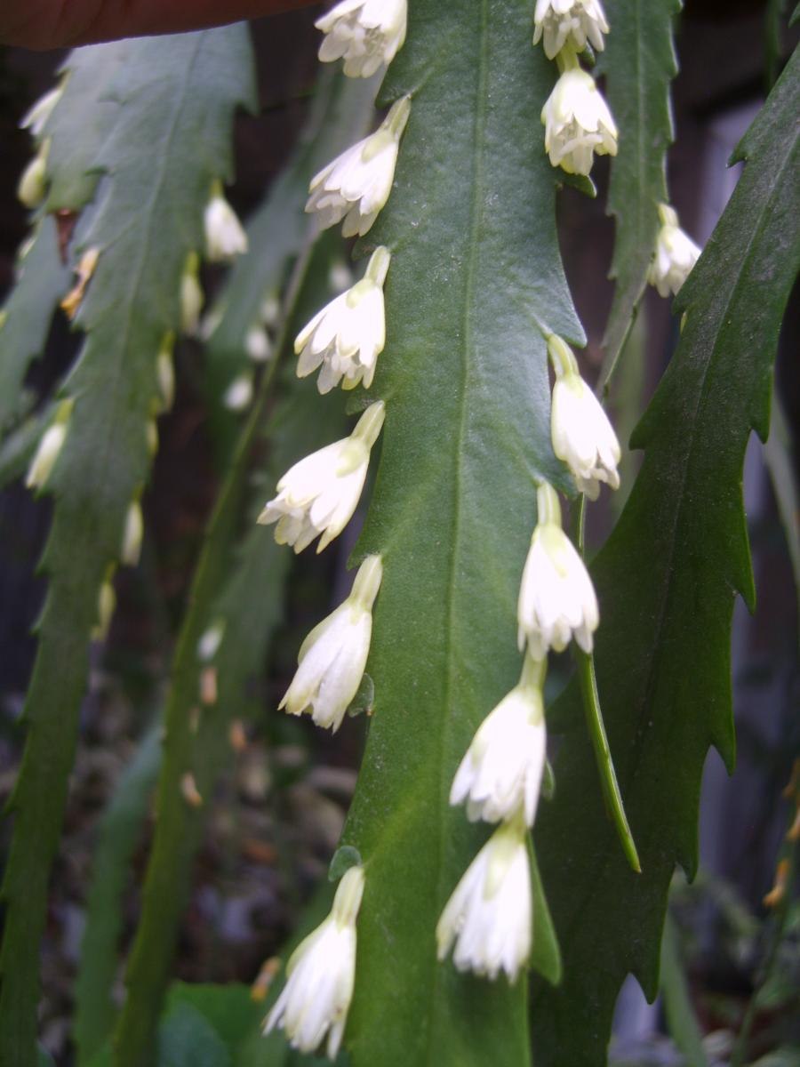 Суккулент хатиора