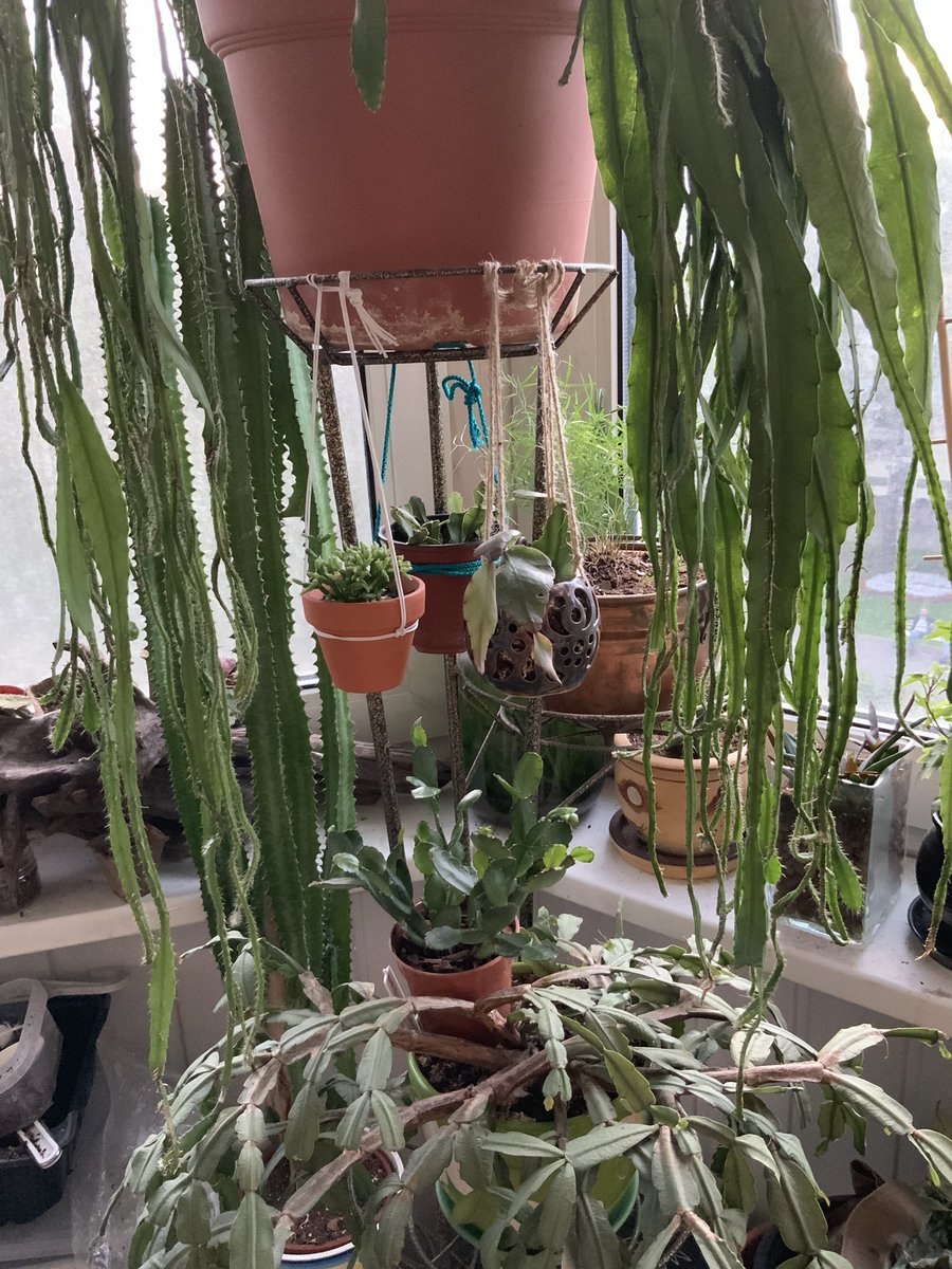 Рипсалис волосовидный