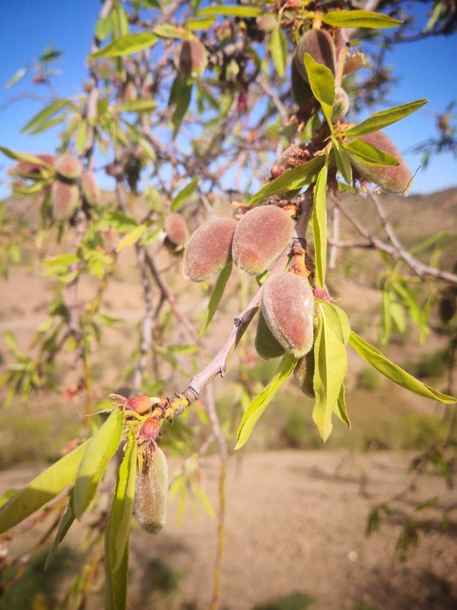 Миндальный орех кустарник
