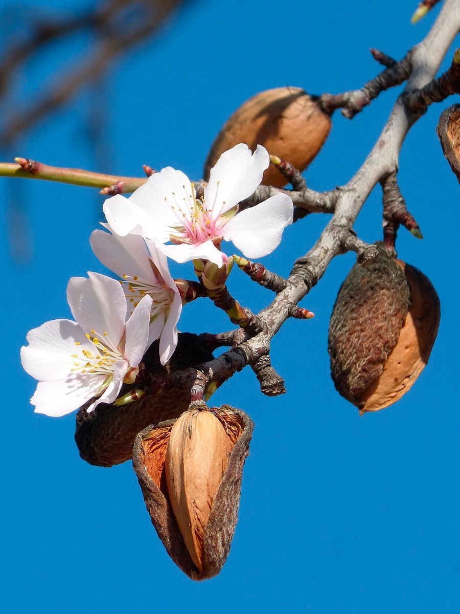Миндаль дерево